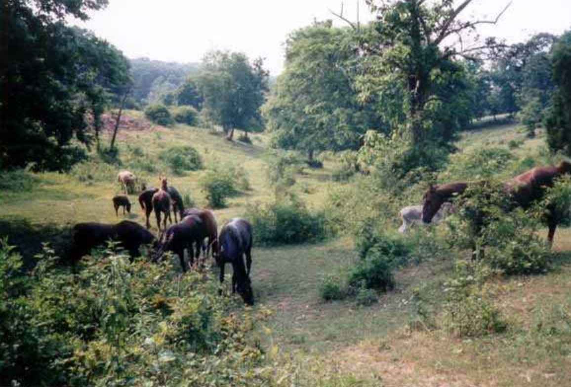 Peavine Creek Farm Terre Phillips